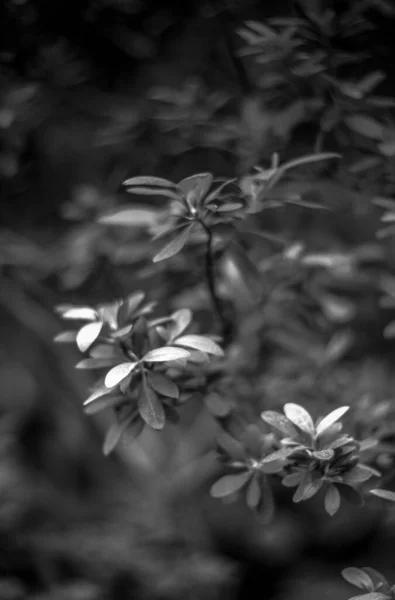 Tiro Botânico Bonito Papel Parede Natural Flores — Fotografia de Stock