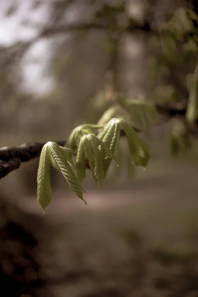 Hermosas Ramas Castaño Primavera — Foto de Stock