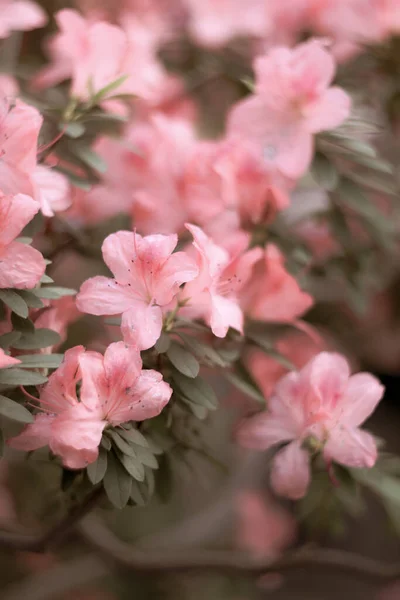 Vackra Rosa Blommor Trädgården — Stockfoto