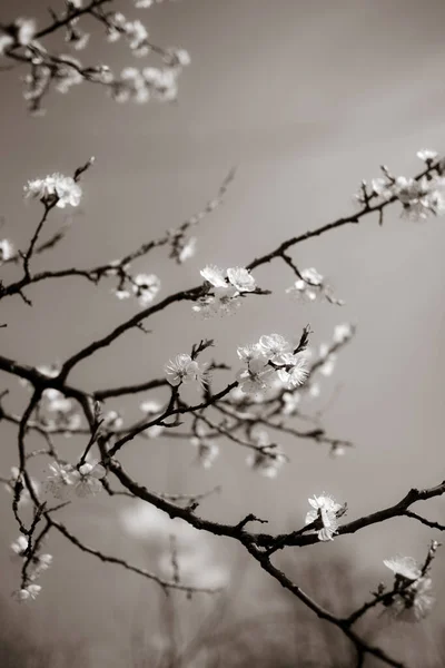 Güzel Kiraz Ağacı Baharda Çiçek Açar — Stok fotoğraf