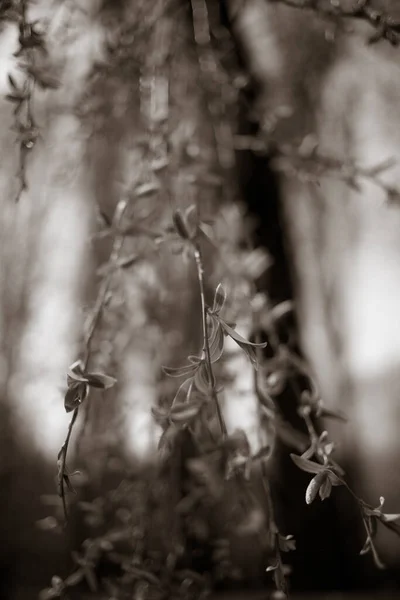 Mladé Listy Stromě Krásné Botanické Záběry Přírodní Tapety — Stock fotografie