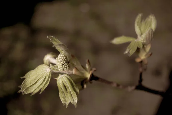 Buds Tree Beautiful Botanical Shot Natural Wallpaper — Stock Photo, Image