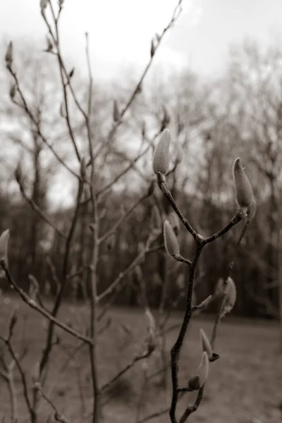 Photo Noir Blanc Une Branche Arbre — Photo