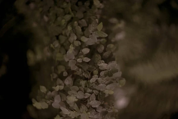 Löv Vackra Botaniska Skott Naturliga Tapeter — Stockfoto