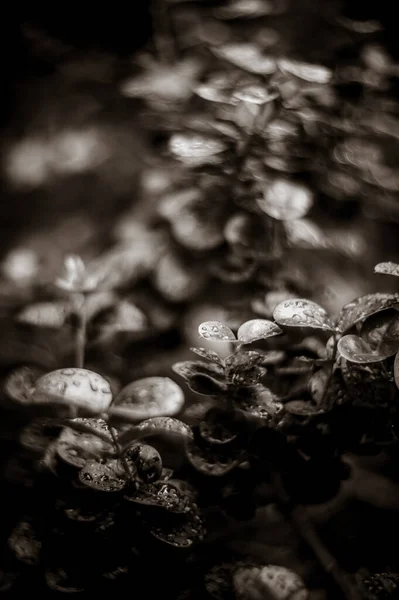 Primer Plano Las Plantas Húmedas Después Lluvia —  Fotos de Stock