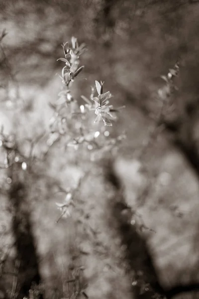 Młodych Liści Drzewie Piękne Zdjęcie Botaniczne Naturalna Tapeta — Zdjęcie stockowe