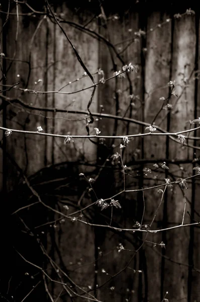 흑백으로 나뭇가지 — 스톡 사진