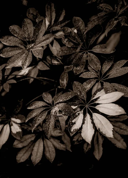 Közel Levelek Gyönyörű Botanikai Lövés Természetes Tapéta — Stock Fotó
