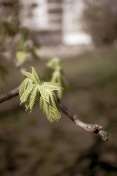 Beautiful Chestnut Tree Branches Spring — Stock Photo, Image