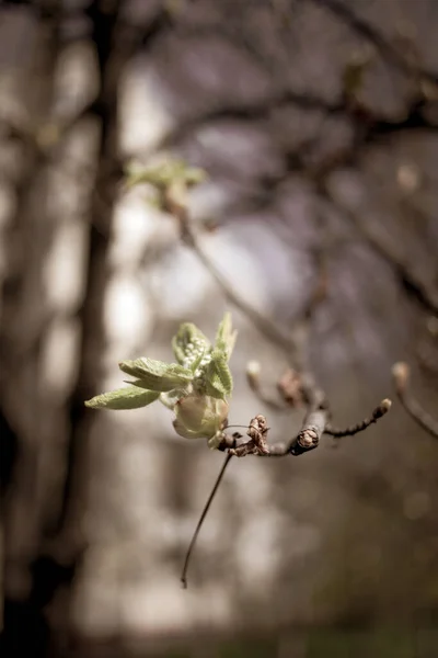 Buds Tree Beautiful Botanical Shot Natural Wallpaper — Stock Photo, Image