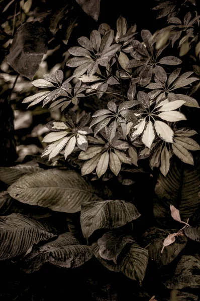 葉を閉じて美しい植物の写真自然壁紙 — ストック写真