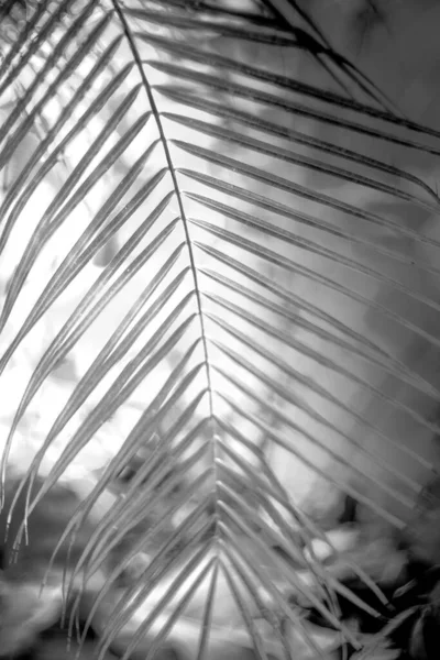 beyaz bir arka plan üzerinde palmiye yaprağı