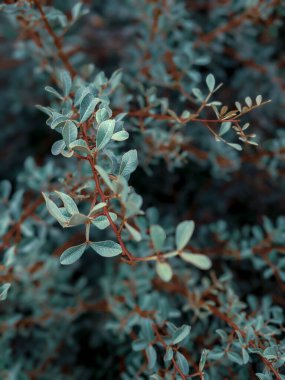 Yeşil ağaç yaprağının görüntüsünü kapat 