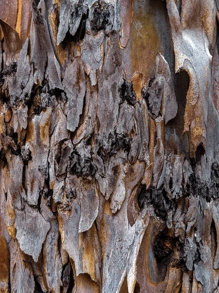 Ağaç Kabuğu Görünümü Kapatın — Stok fotoğraf