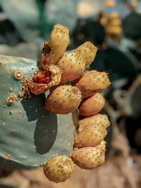 Beau Cliché Une Poire Piquante — Photo