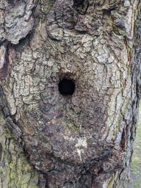 ağaç kabuğu dokusu, arkaplan