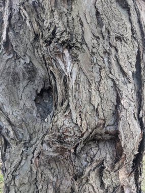 ağaç kabuğu dokusu, arkaplan