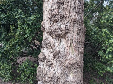 Ormandaki ağaç gövdesi