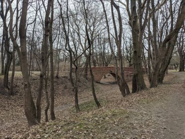 Parktaki ağaçların manzarası