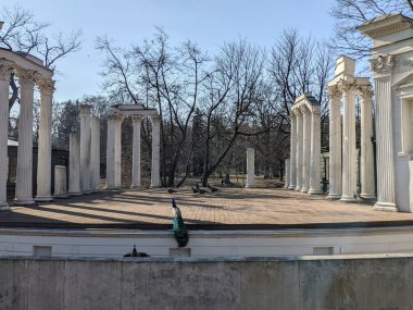 Eski harabelerdeki tavus kuşlarının manzarası