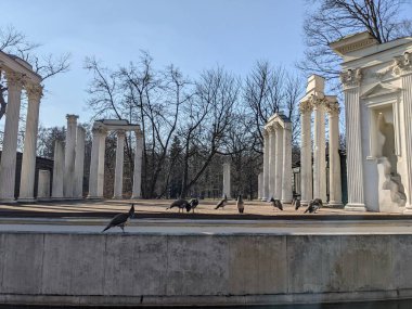 Eski harabelerdeki tavus kuşlarının manzarası