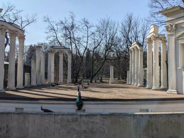 Eski harabelerdeki tavus kuşlarının manzarası