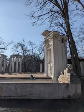 Eski harabelerdeki tavus kuşlarının manzarası