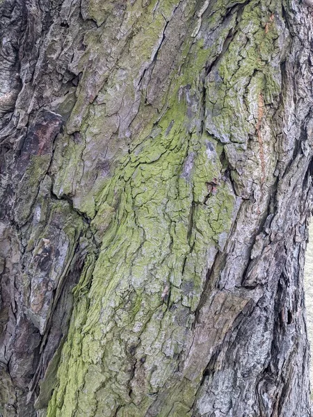 Struttura Della Corteccia Dell Albero Sfondo — Foto Stock