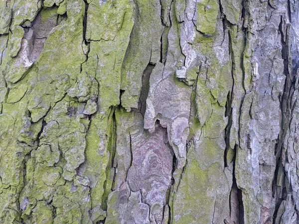 Υφή Φλοιού Δένδρου Φόντο — Φωτογραφία Αρχείου