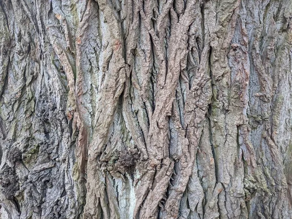 Textura Corteza Árbol Fondo —  Fotos de Stock