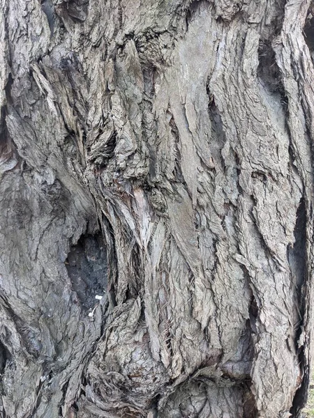 Struttura Una Corteccia Albero — Foto Stock