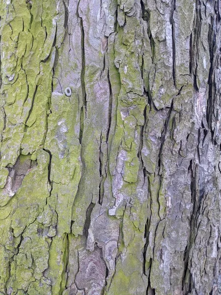 Textura Corteza Árbol Fondo — Foto de Stock