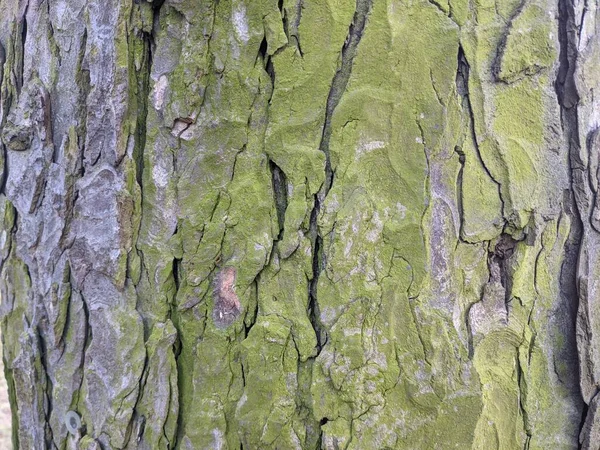 Textura Corteza Árbol Fondo — Foto de Stock