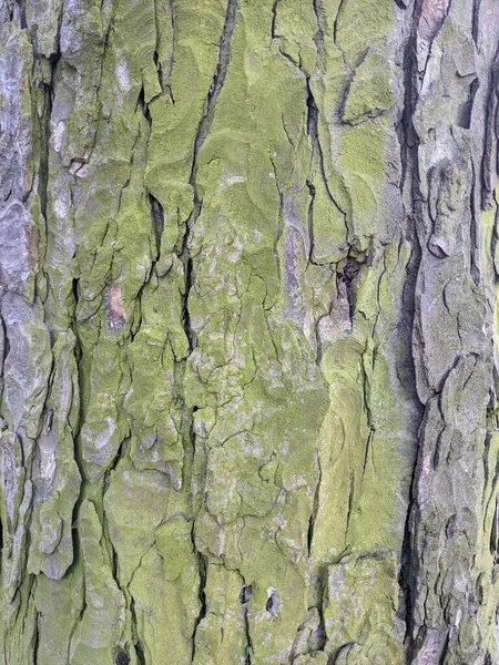 Struttura Della Corteccia Dell Albero Sfondo — Foto Stock