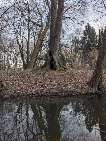Красивий Краєвид Деревами Річкою — стокове фото