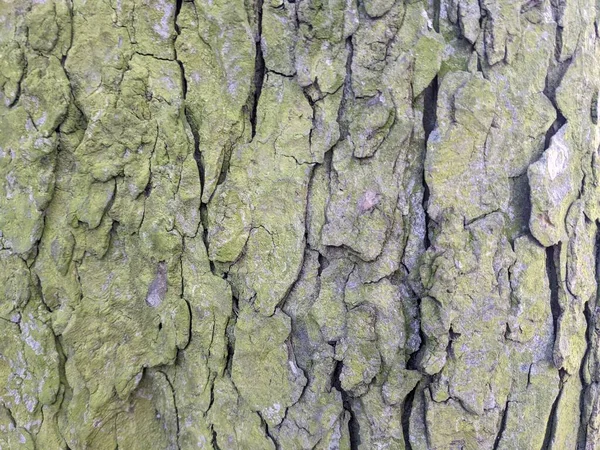 Textura Corteza Árbol Fondo — Foto de Stock