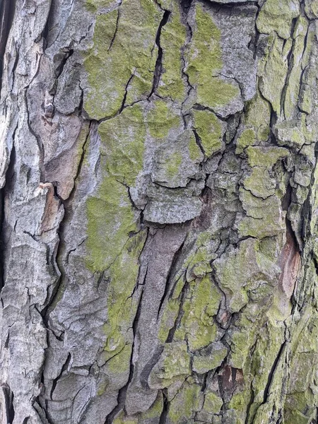 Textura Corteza Árbol Fondo — Foto de Stock