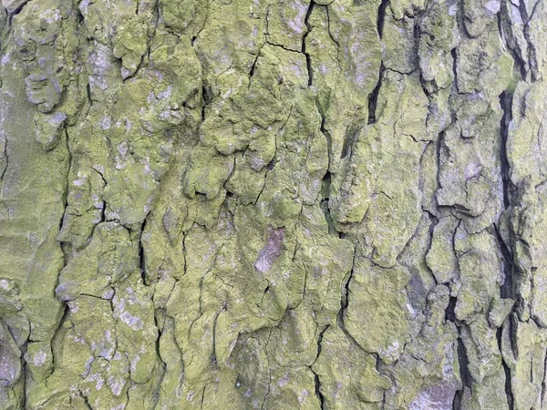 Textura Corteza Árbol Fondo — Foto de Stock