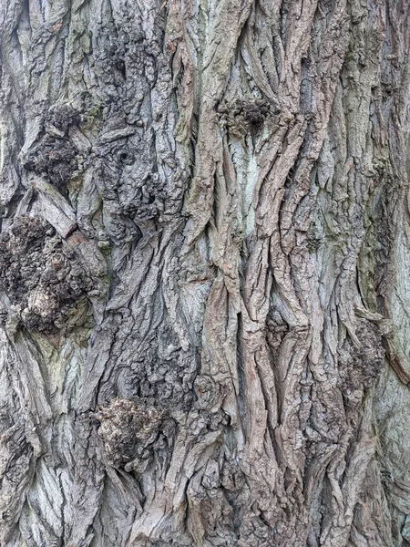 Textura Corteza Árbol Fondo — Foto de Stock