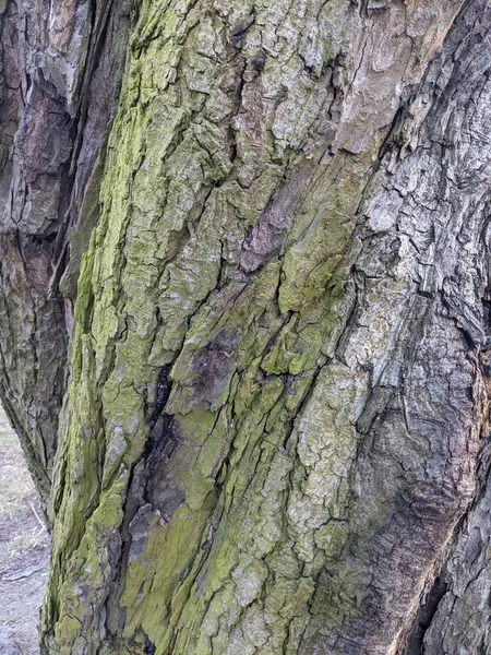 Tree Bark Texture Background — Stock Photo, Image