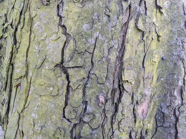 Tree Bark Texture Background — Stock Photo, Image