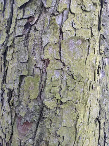 Ağaç Kabuğu Dokusu Arkaplan — Stok fotoğraf