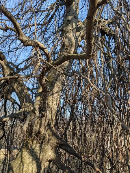 Větve Stromů Lese — Stock fotografie