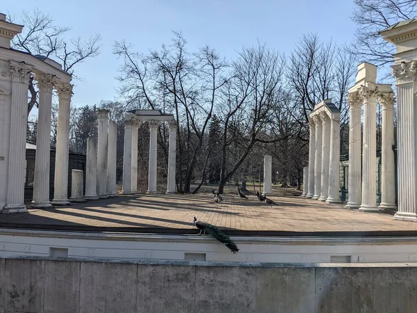 Eski harabelerdeki tavus kuşlarının manzarası