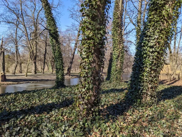 公園の美しい景色 — ストック写真