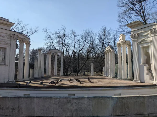 Eski harabelerdeki tavus kuşlarının manzarası