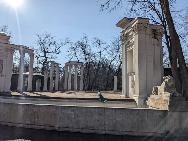 Eski harabelerdeki tavus kuşlarının manzarası