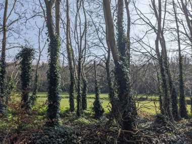 Üzerinde tırmanma bitkileri olan ağaçları park et. 