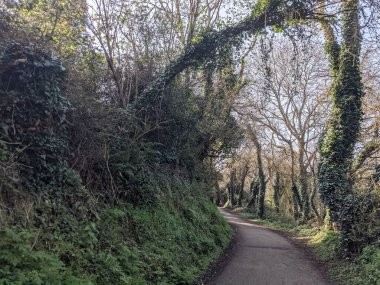 Kırsalda asfalt yolda, yolun iki tarafında da ağaçlar var.