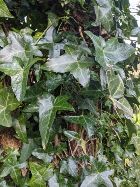 Parlak yeşil sarmaşık yaprakları arka plan